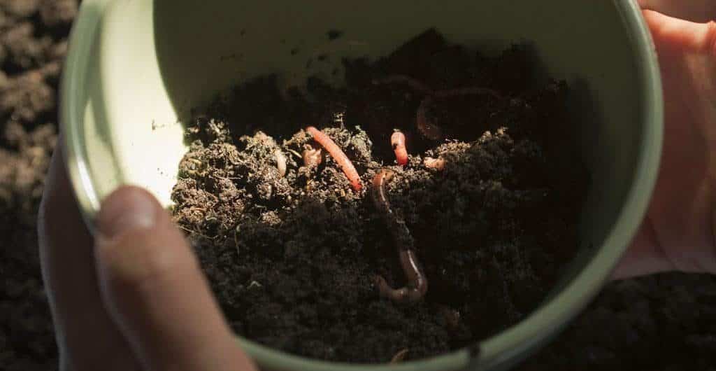 Bac de vermicompostage avec vers de terre