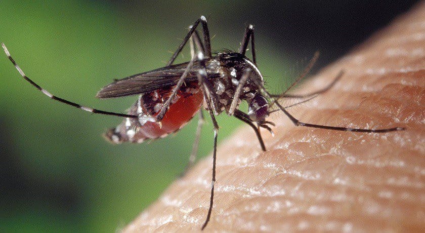 1200px Aedes Albopictus On Human Skin | Québec Preppers Moustique Aedes albopictus sur peau humaine vecteur de maladies tropicales