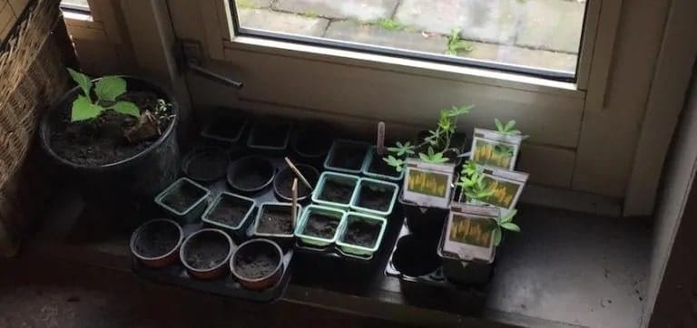 IMG 0423 1 | Québec Preppers Fenêtre ensoleillée idéale pour cultiver des tomates en appartement