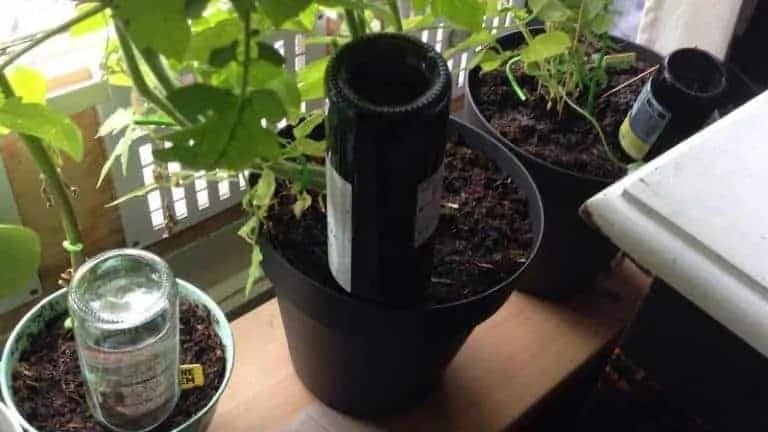 T3 | Québec Preppers Bouteille inversée utilisée pour l'arrosage automatique de plantes en pot