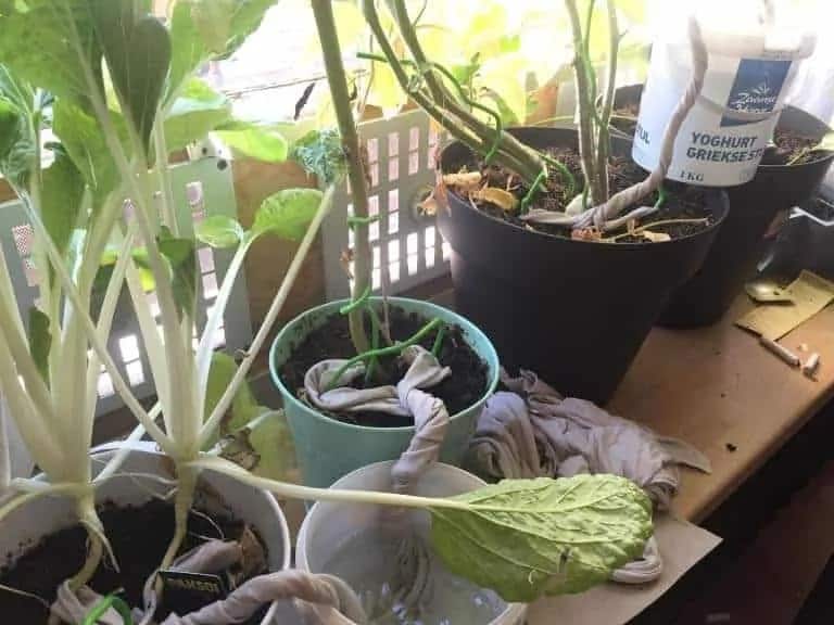 T5 | Québec Preppers Système d'arrosage par mèche en coton pour plantes d'intérieur