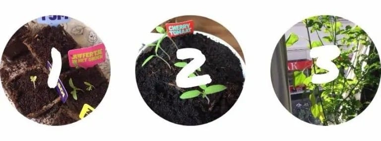 Wordprplant | Québec Preppers Plants de tomates cultivés sur un rebord de fenêtre en appartement