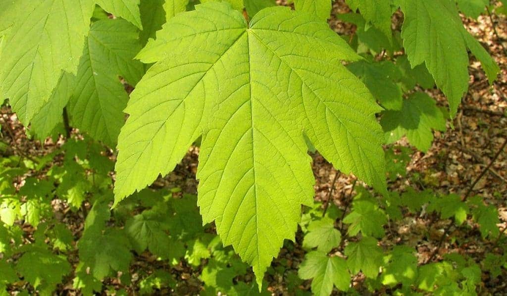 Feuilles d'érable grandes comme papier toilette naturel