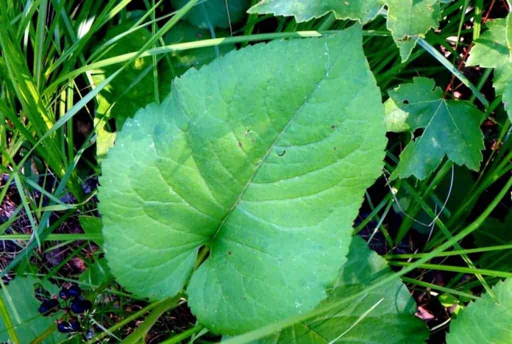Aster à larges feuilles papier toilette du bûcheron est du Canada