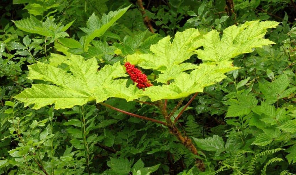 Devil's Club Oplopanax horridus plante à épines à éviter confondre avec espèces comestibles