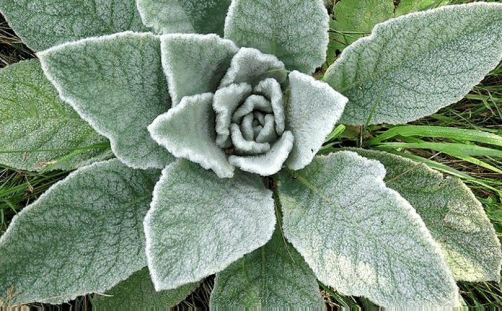 Feuilles de molène plante sauvage alternative hygiène en nature