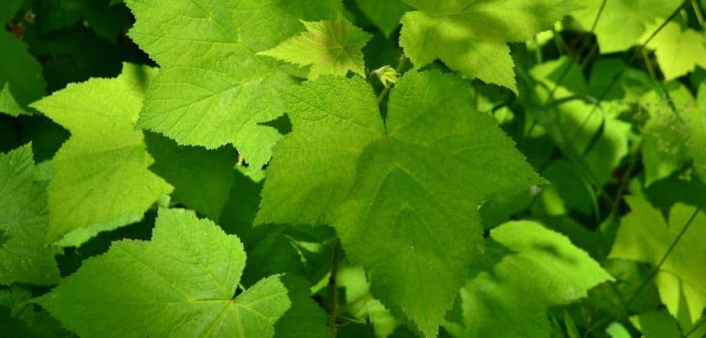 Feuilles de ronce odorante thimbleberry papier toilette naturel montagne