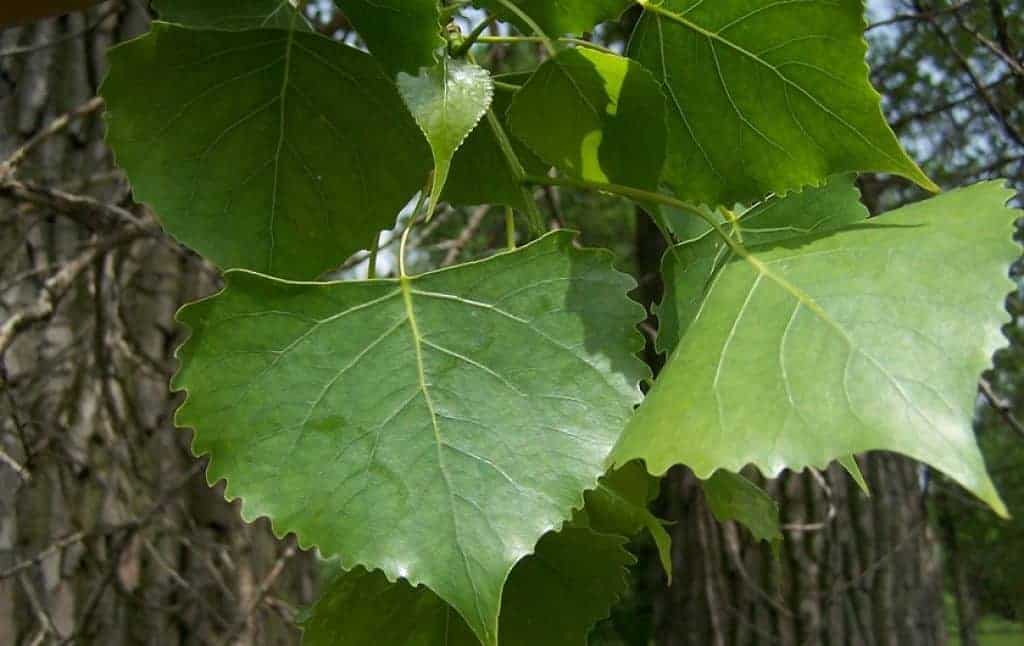Feuilles de peuplier deltoïde cottonwood substitut papier hygiénique